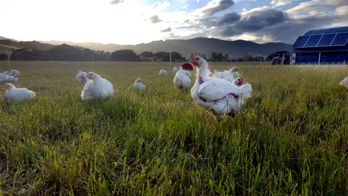 Pollo de libre pastoreo: la opción más nutritiva y natural para tu salud