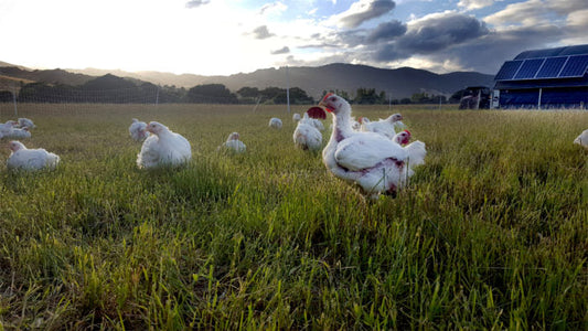 Pollo de libre pastoreo: la opción más nutritiva y natural para tu salud