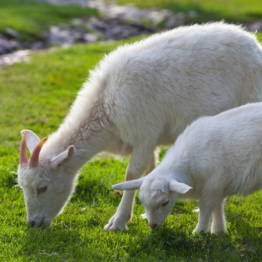 ¿Por qué crece la preferencia de los lácteos de cabra sobre los de vaca?