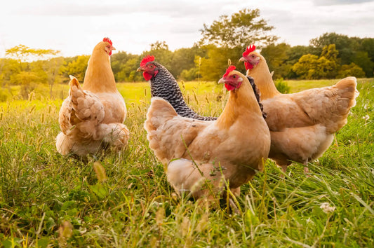 Gallinas de libre pastoreo